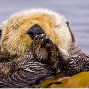 Sea otter floating with paws together near its face, surrounded by water.