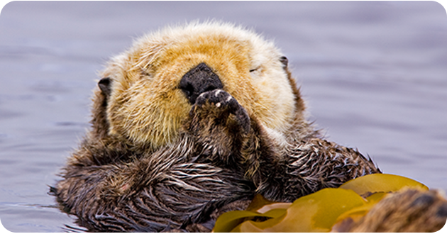 Sea otter floating with paws together near its face, surrounded by water.