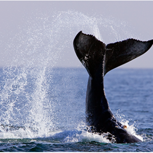 Whale tail splashing in ocean water against a clear sky backdrop.