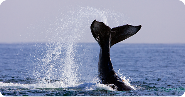 Whale tail splashing in ocean water against a clear sky backdrop.