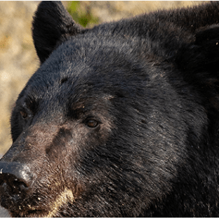 Close-up of a black bear's face with a rocky background.