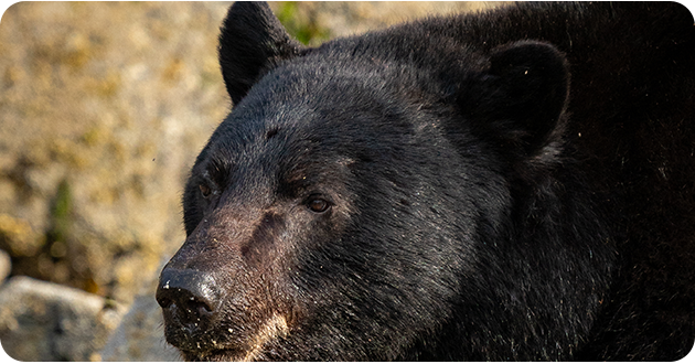 Close-up of a black bear's face with a rocky background.