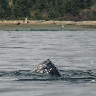 Whale fin emerges from water near a forested shoreline
