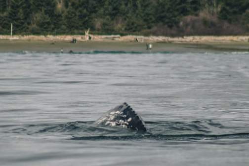 Whale fin emerges from water near a forested shoreline