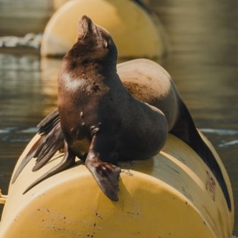 Seal lounging on a yellow buoy in the water.