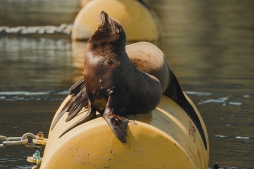 Seal lounging on a yellow buoy in the water.