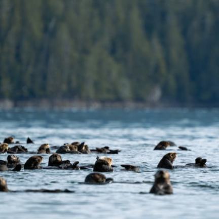 Group of sea otters floating in calm water with trees in the background.