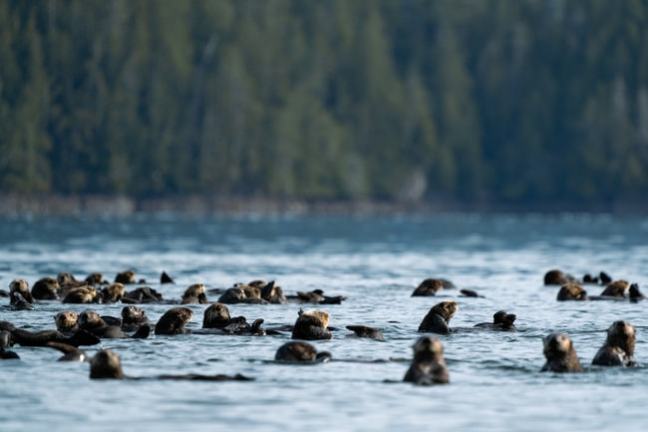 Group of sea otters floating in calm water with trees in the background.