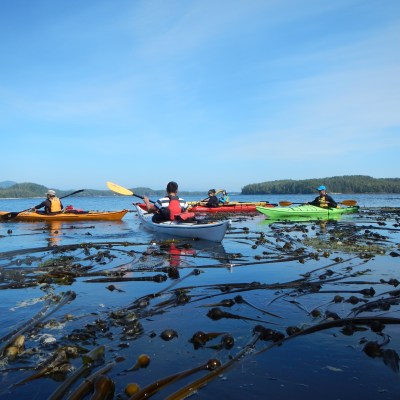 Four kayakers in colorful kayaks paddle through seaweed-covered water on a clear day.