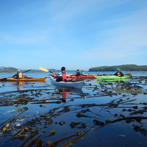 Four kayakers in colorful kayaks paddle through seaweed-covered water on a clear day.