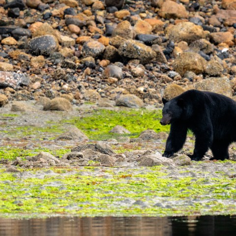 Black bear walking on a rocky shoreline with green moss and stones.