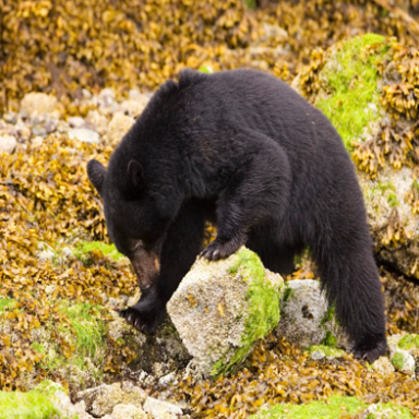 Black bear standing on mossy rocks, searching the ground.