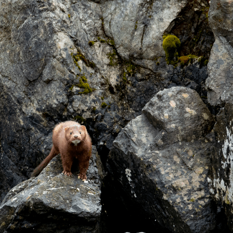 Brown animal on rocky terrain with mossy patches.