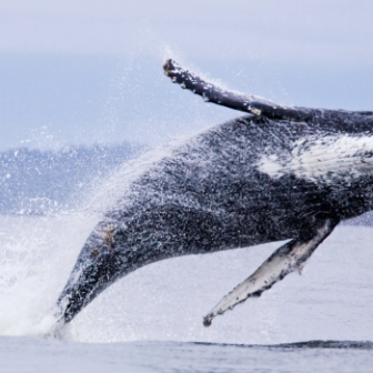 Humpback whale breaching out of the water with mountains in the background.